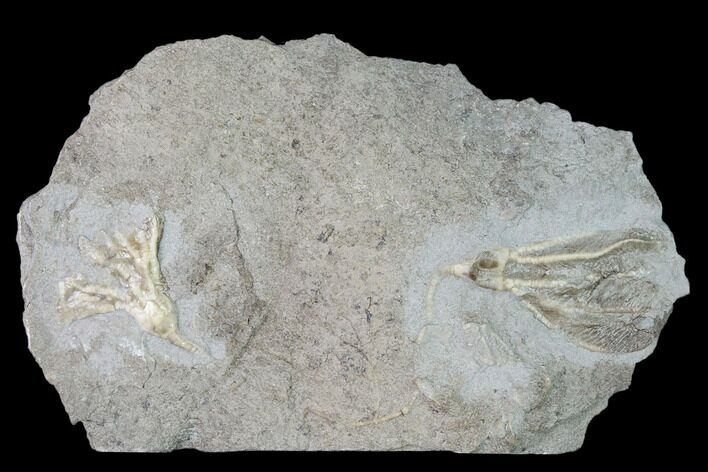 Two Fossil Crinoids (Dichocrinus & Cercidocrinus) - Gilmore City, Iowa #149035